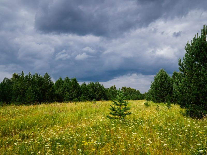 Thicket Clearing in Salt Lake City, UT