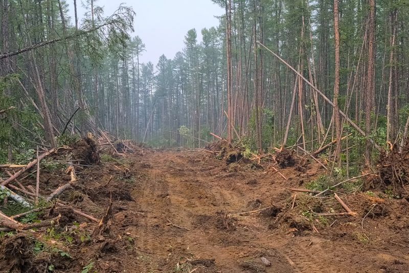 Trees Clearing in Katy, TX